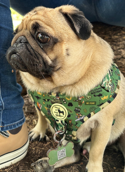 🐾 Phil’s Manor Park Patrol: The Return of a Legend 🐾