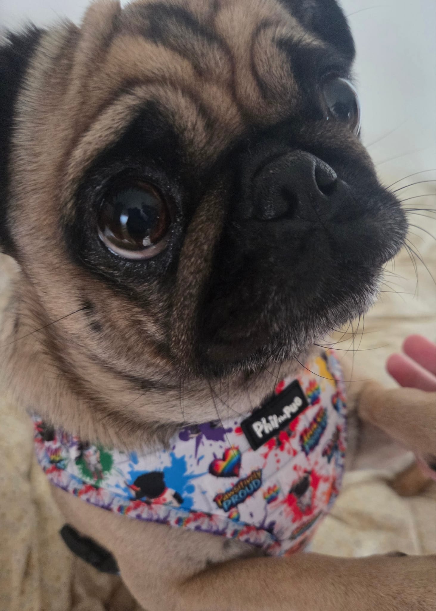 🌈 Phil’s Pride Parade Harness