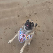 🌈 Phil’s Pride Parade Harness