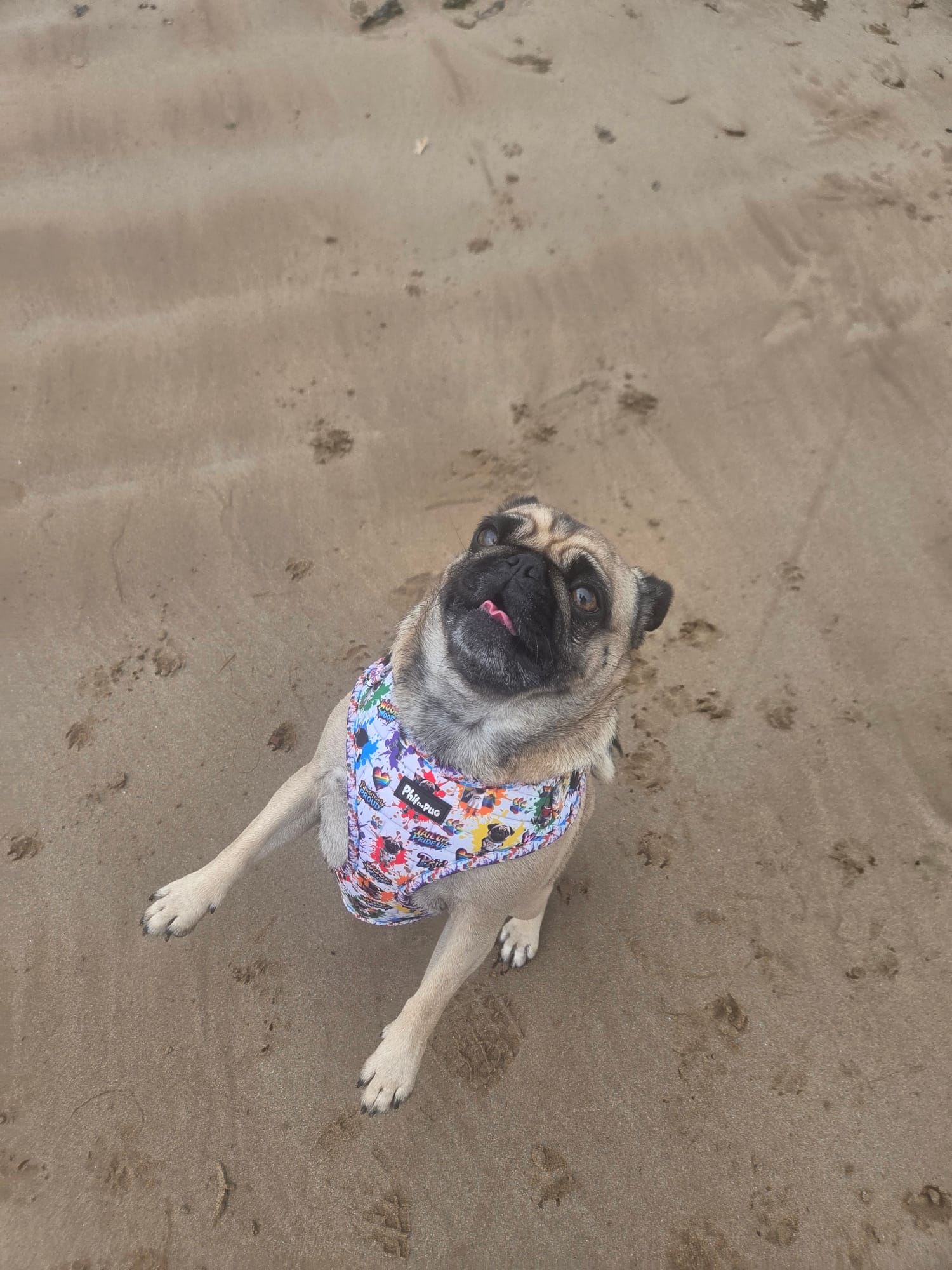 🌈 Phil’s Pride Parade Harness