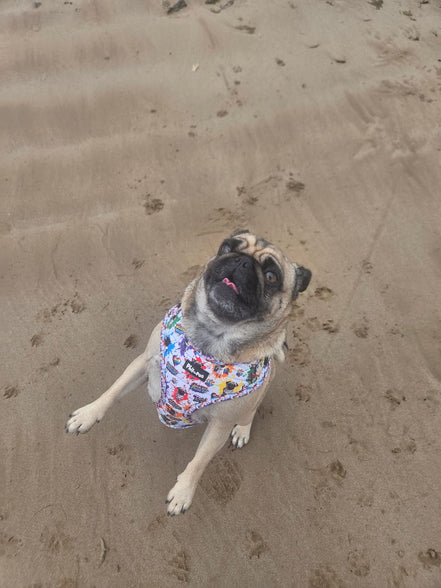 🌈 Phil’s Pride Parade Harness