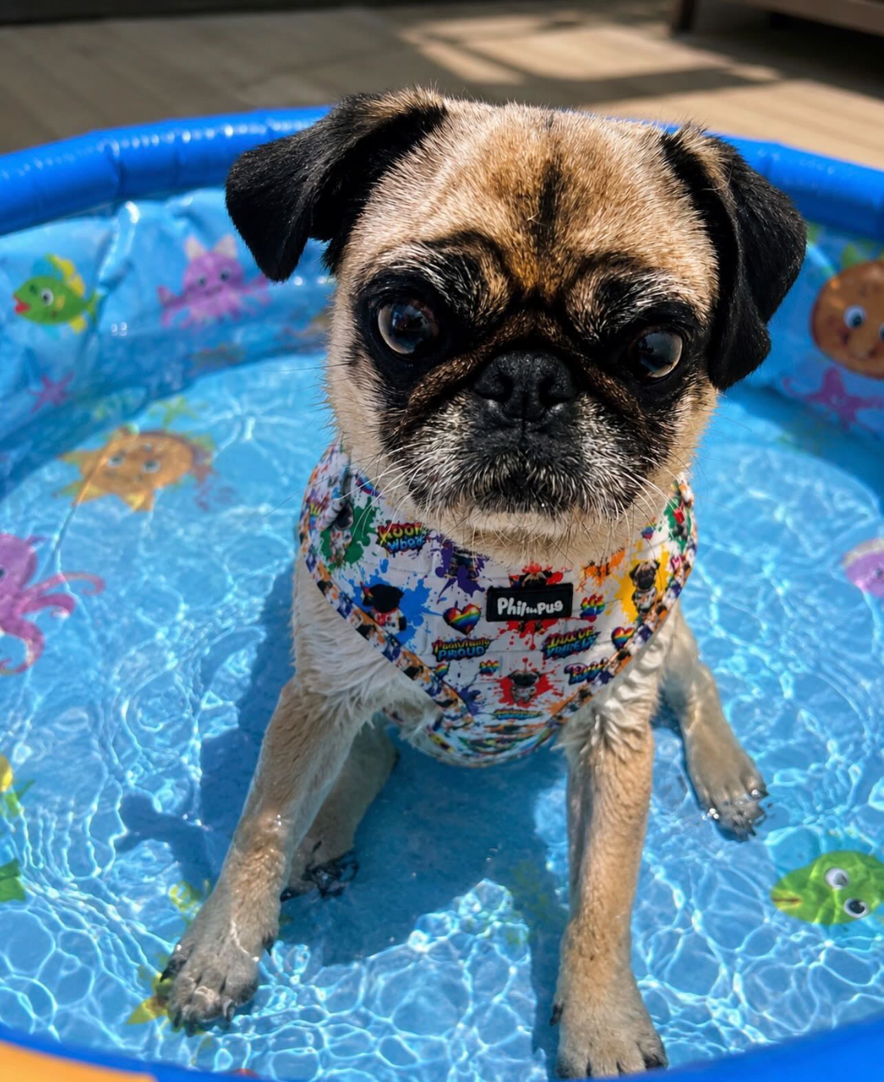 🌈 Phil’s Pride Parade Harness
