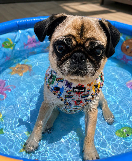 🌈 Phil’s Pride Parade Harness