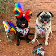 🌈 Phil’s Pride Parade Harness