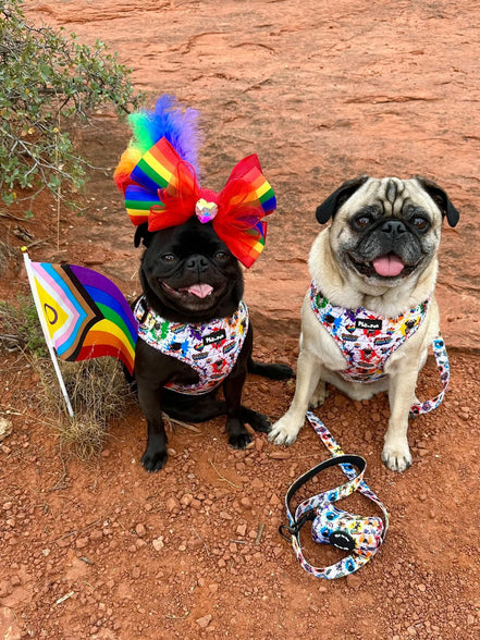 🌈 Phil’s Pride Parade Harness