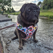 🌈 Phil’s Pride Parade Harness