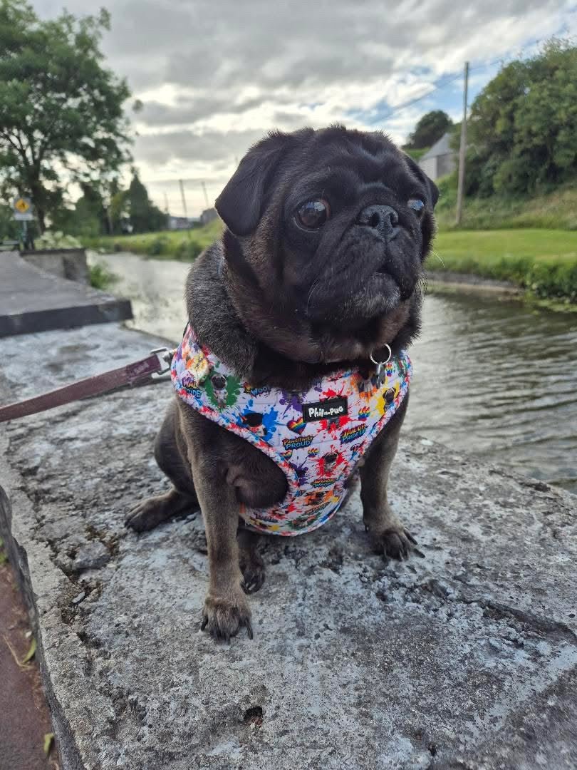 🌈 Phil’s Pride Parade Harness