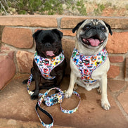 🌈 Phil’s Pride Parade Harness
