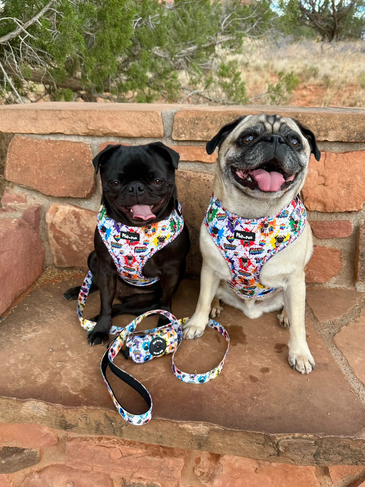🌈 Phil’s Pride Parade Harness