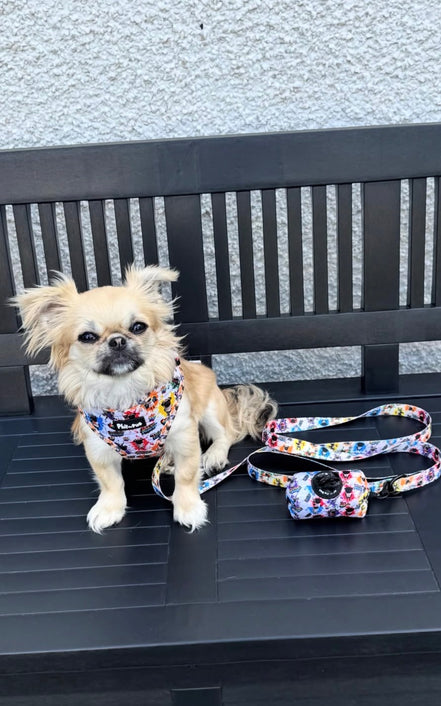 🌈 Phil’s Pride Parade Harness