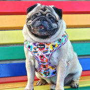 🌈 Phil’s Pride Parade Harness