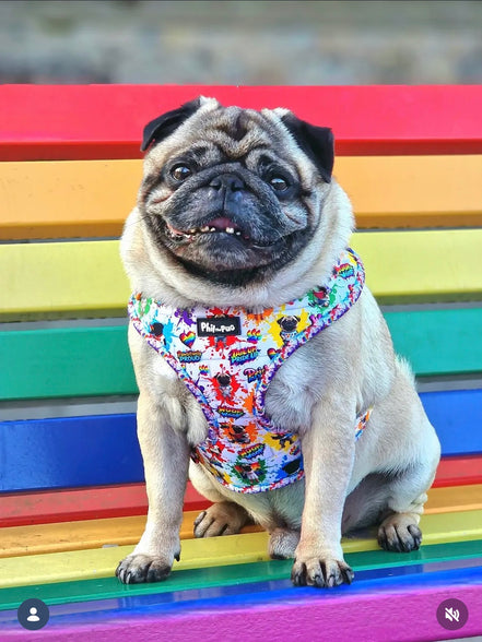 🌈 Phil’s Pride Parade Harness