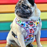 🌈 Phil’s Pride Parade Harness