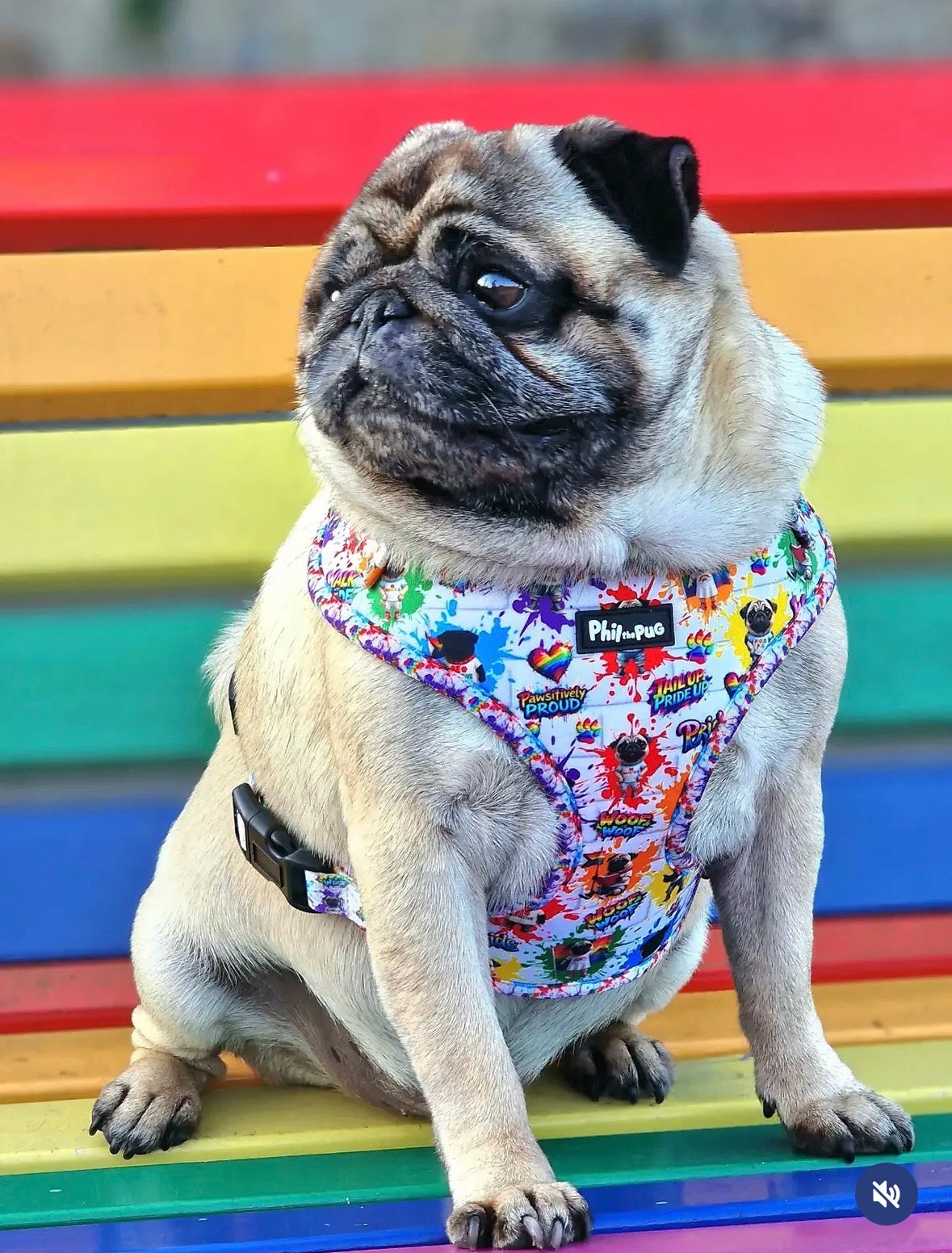 🌈 Phil’s Pride Parade Harness