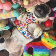 🌈 Phil’s Pride Parade Harness