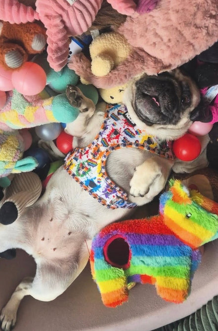 🌈 Phil’s Pride Parade Harness