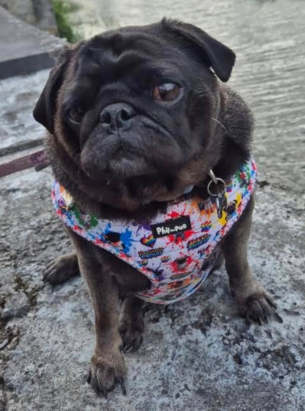🌈 Phil’s Pride Parade Harness