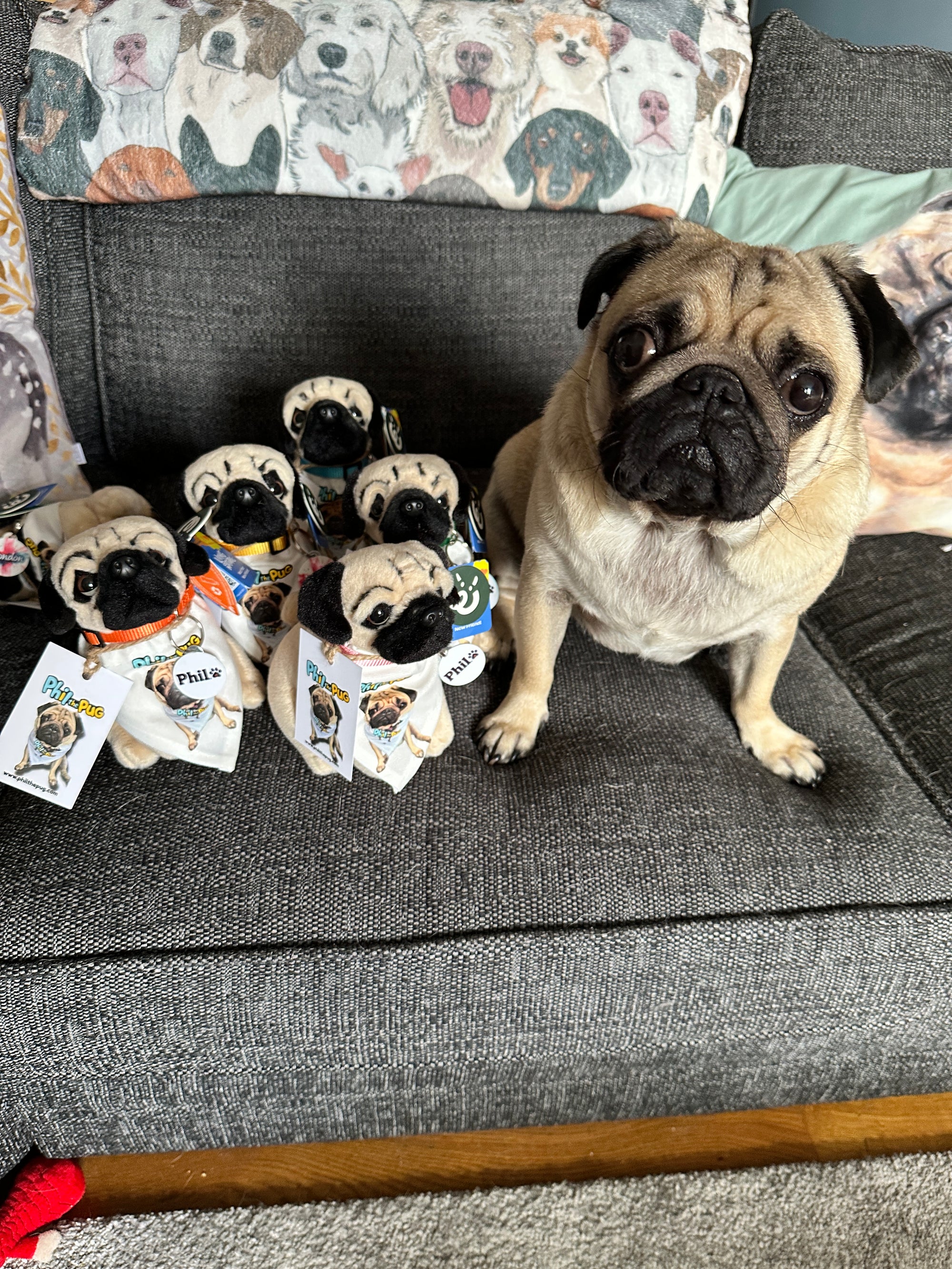 Phil the Pug – Custom Plush Toy with Signature Accessories - 16.5cm
