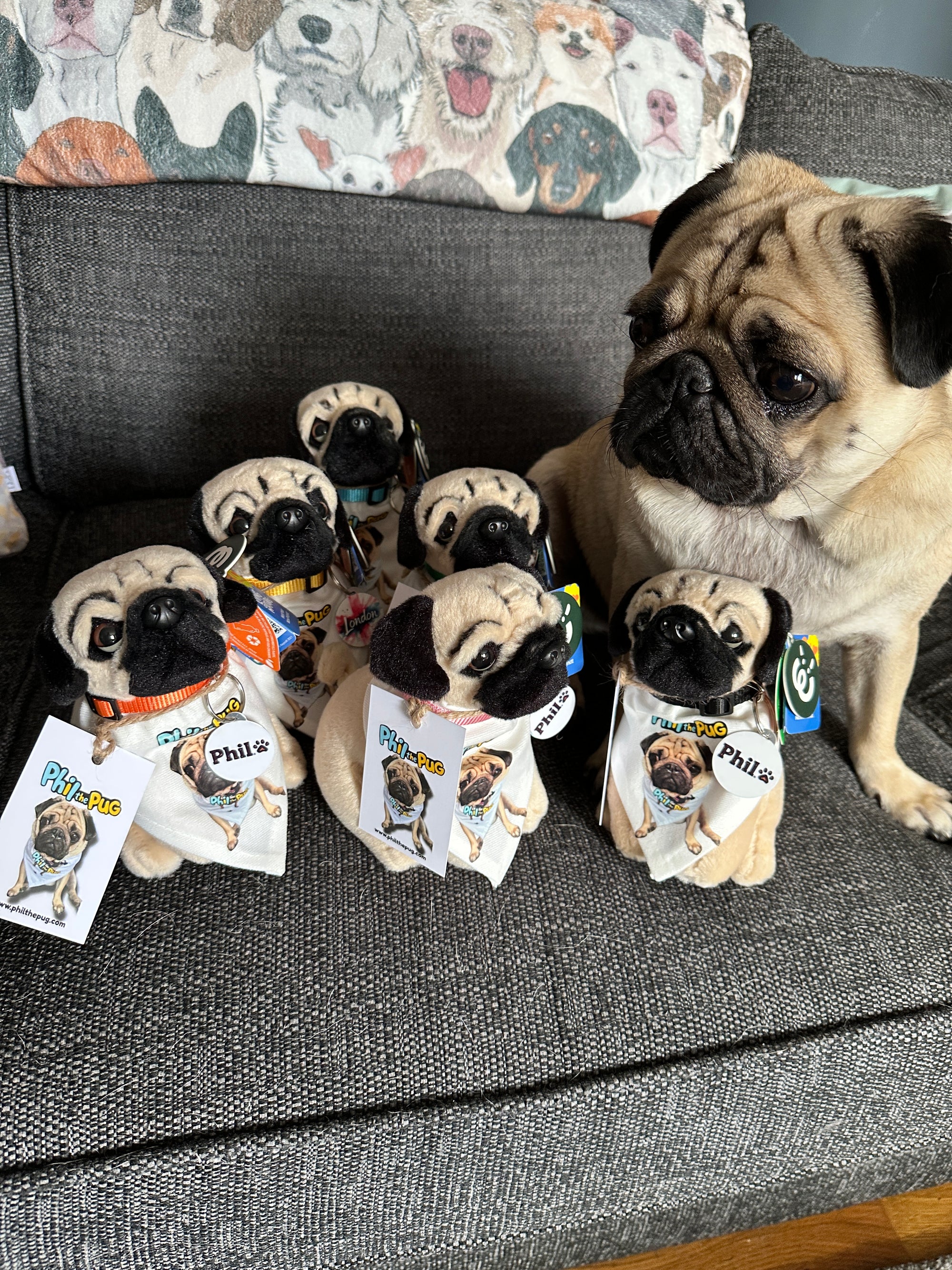 Phil the Pug – Custom Plush Toy with Signature Accessories - 16.5cm