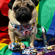 🌈 Phil’s Pride Parade Collection