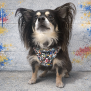 GraffiTales - Phil's Urban Crew Mini Legends Harness Collection