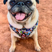 GraffiTales: Phil's Urban Crew Adjustable Harness
