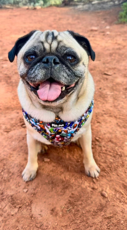 GraffiTales: Phil's Urban Crew Adjustable Harness