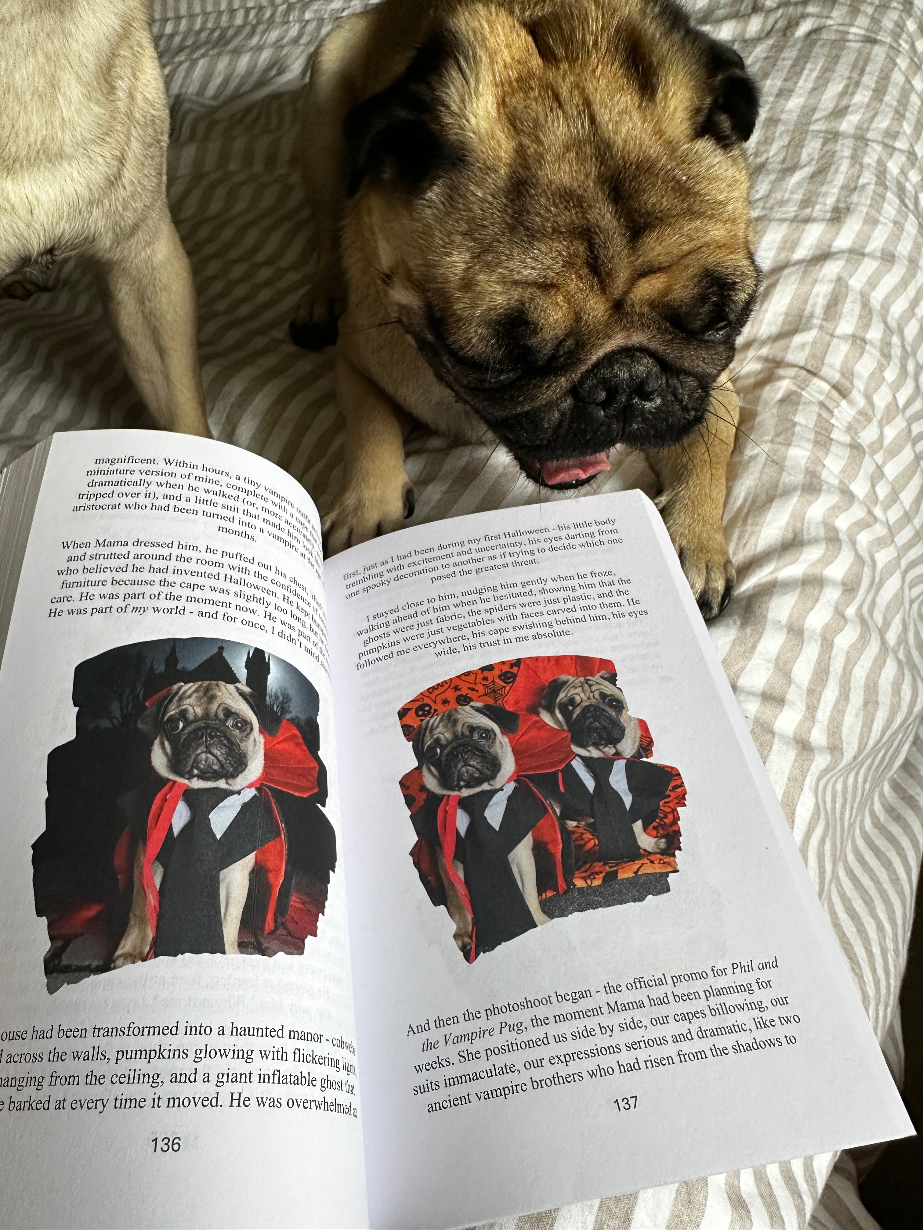 🐾 Phil the Pug - Nobody Asked Me About George - The Third Year of a Legend