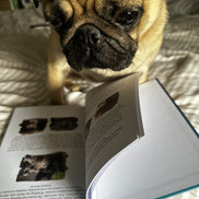 Phil The Pug - The Puppy Chronicles (Paperback Signed Paperback Edition)