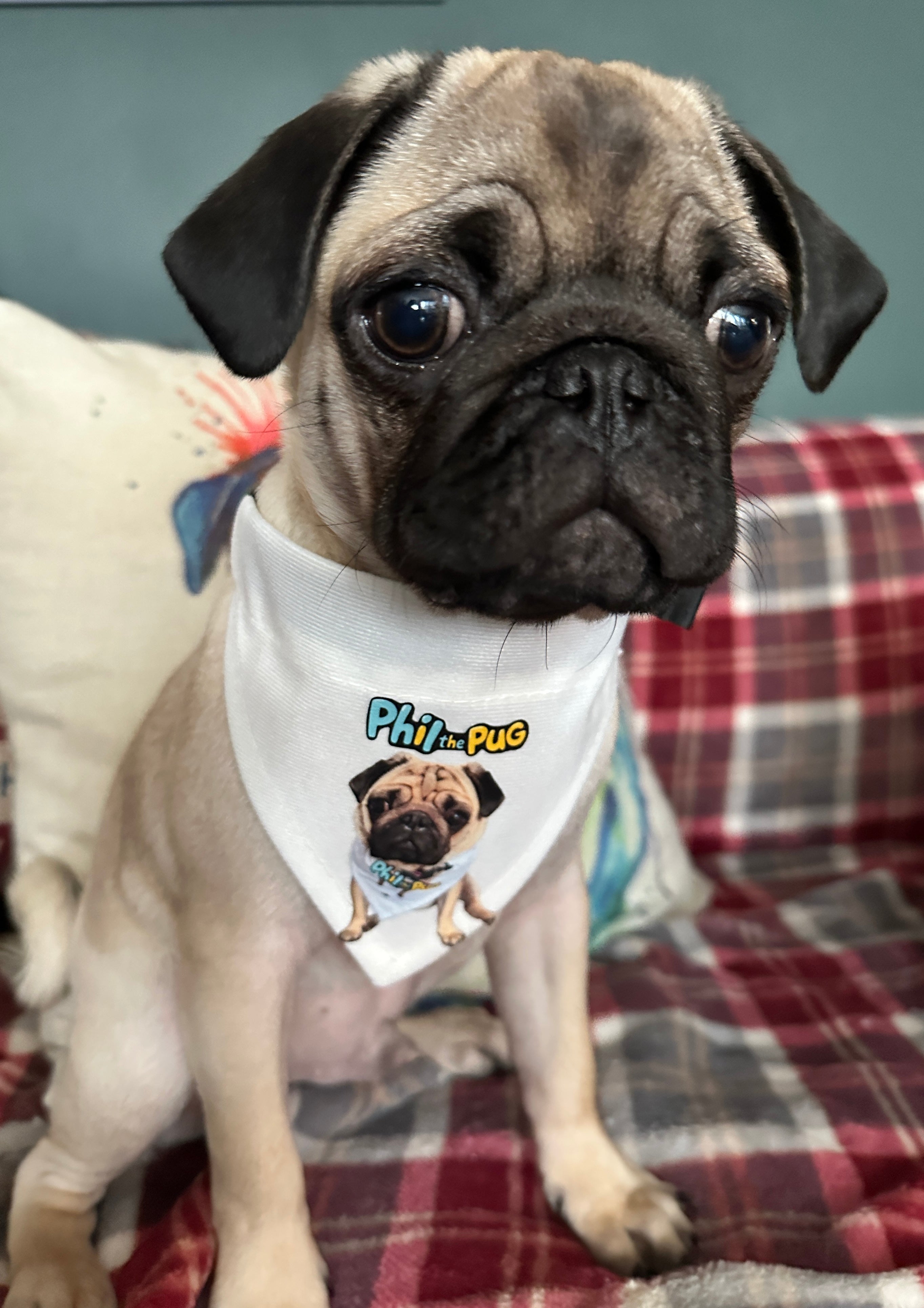 Phil's Signature Bandana with Adjustable Nylon Collar - Small & Medium Sizes