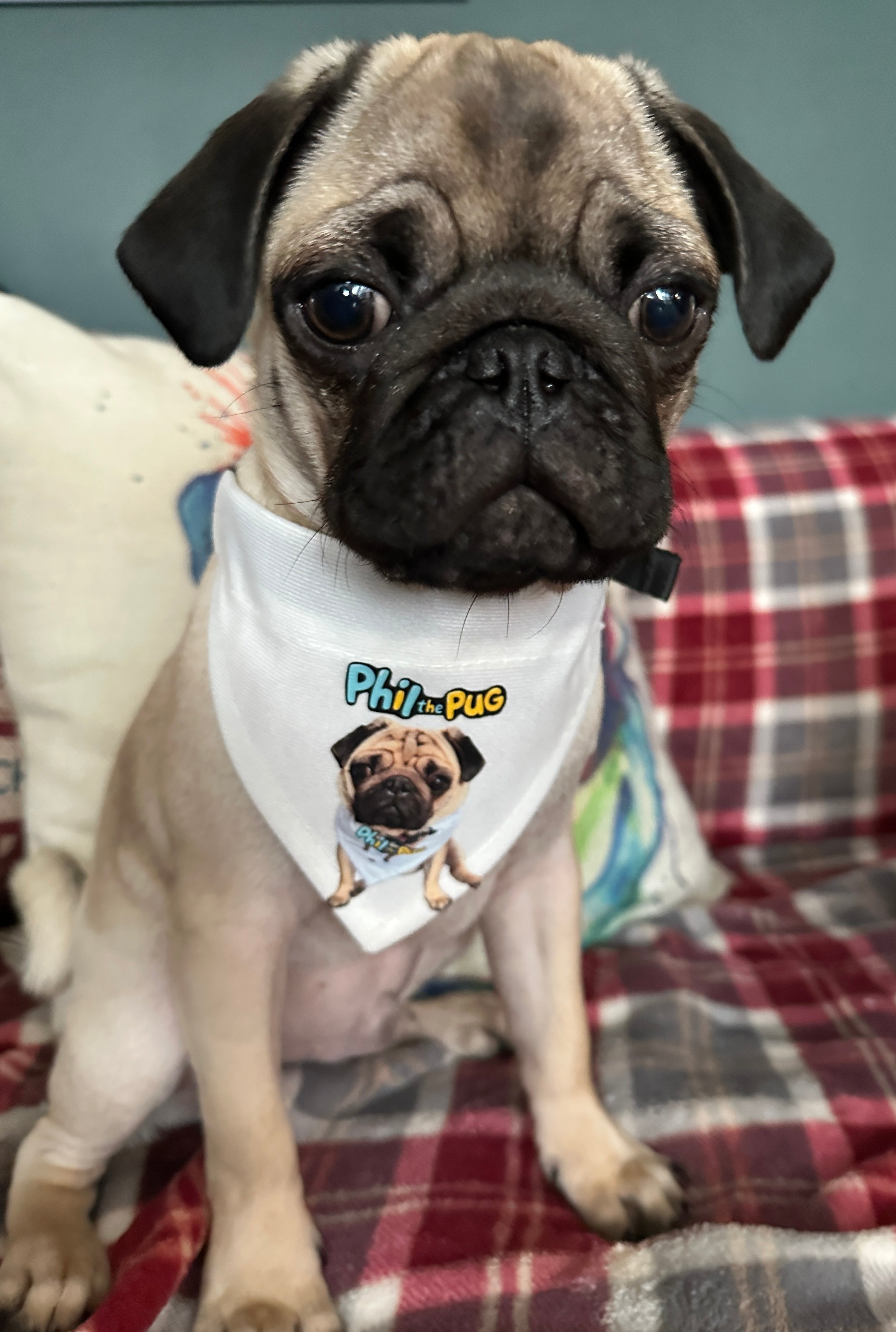 Phil's Signature Bandana with Adjustable Nylon Collar - Small & Medium Sizes