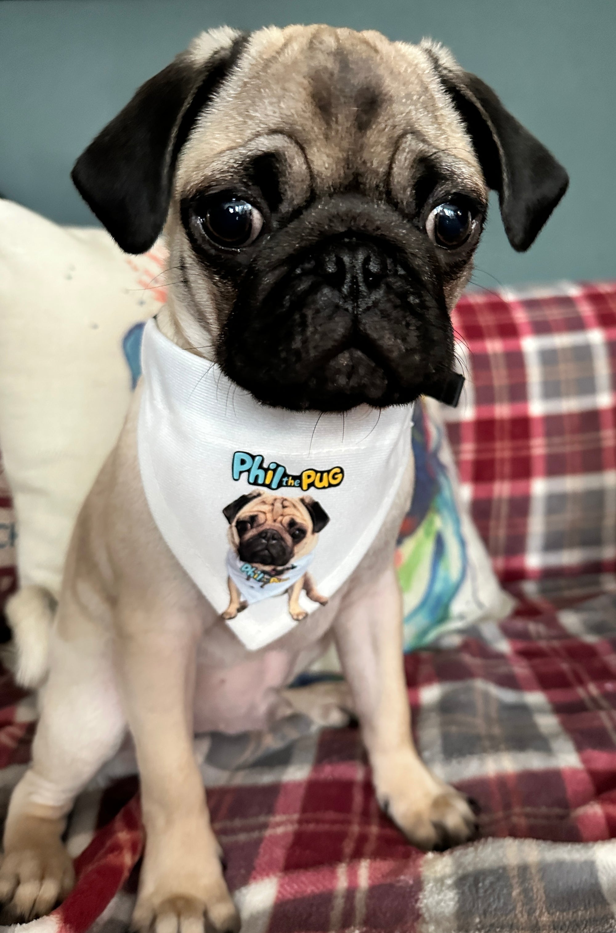Phil's Signature Bandana with Adjustable Nylon Collar - Small & Medium Sizes