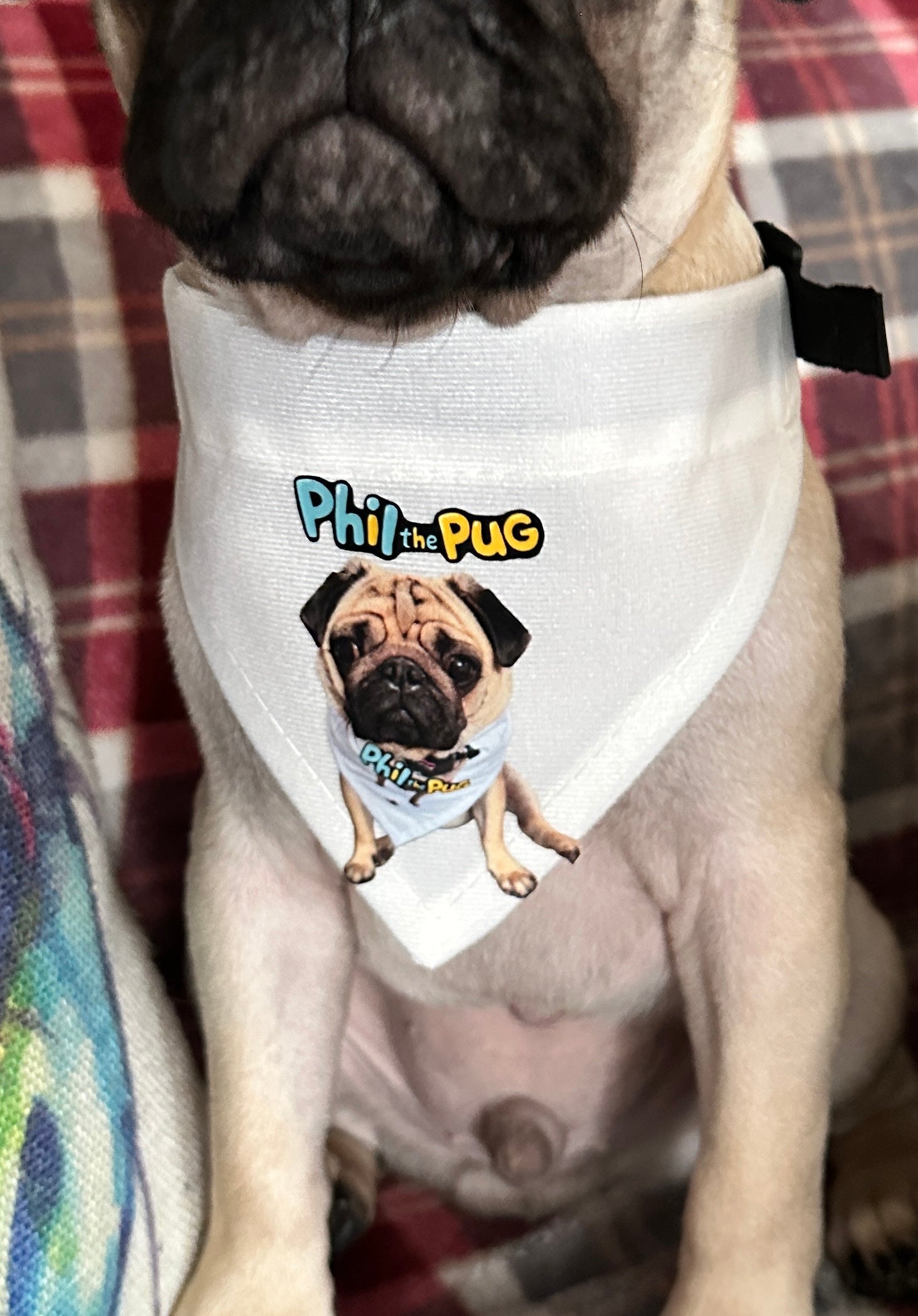 Phil's Signature Bandana with Adjustable Nylon Collar - Small & Medium Sizes