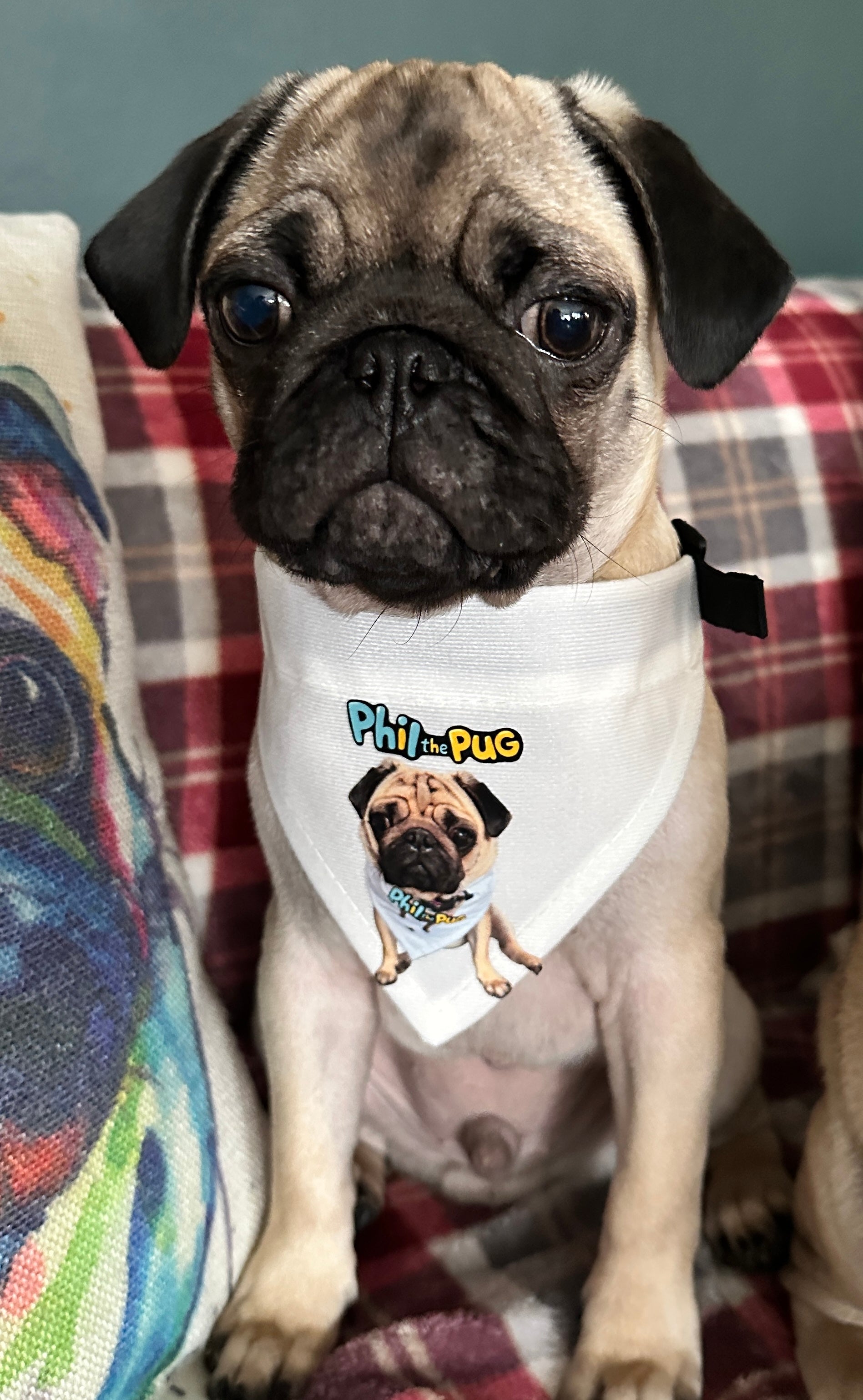 Phil's Signature Bandana with Adjustable Nylon Collar - Small & Medium Sizes