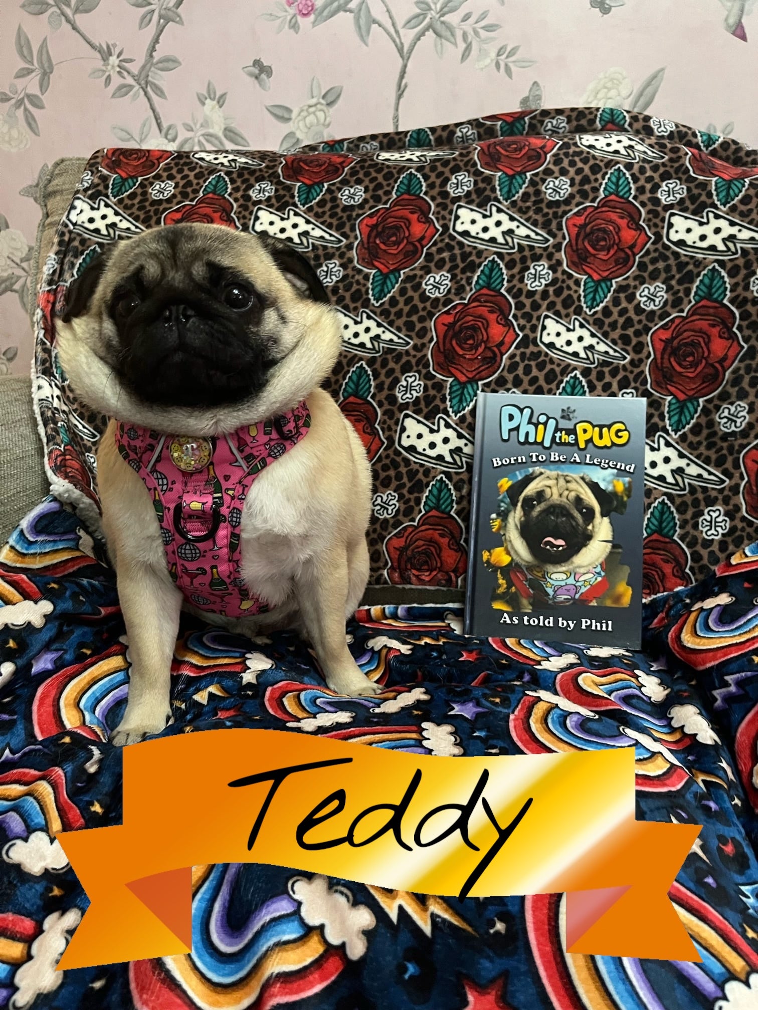 Phil the Pug - Born to be a Legend - Signed Edition - Hardback
