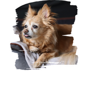 Scrappy: A Soul Dog’s Legacy A Grief Companion for Dog Lovers Paperback