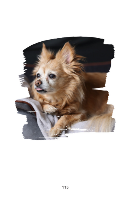 Scrappy: A Soul Dog’s Legacy A Grief Companion for Dog Lovers Paperback